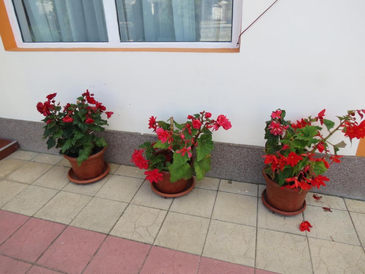 Pensiunea Cetina Brad  外观 照片